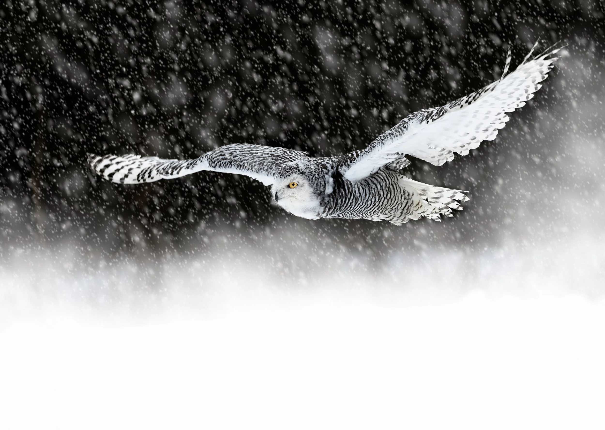 Owl flying through a storm